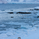 A reindeer searching for food near the shoreline.